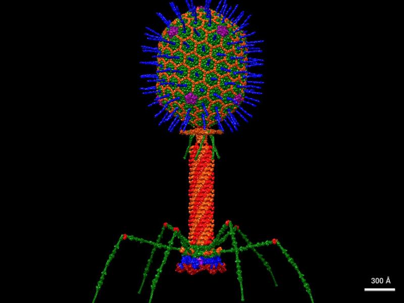rendering of a microscopic bacteriophage