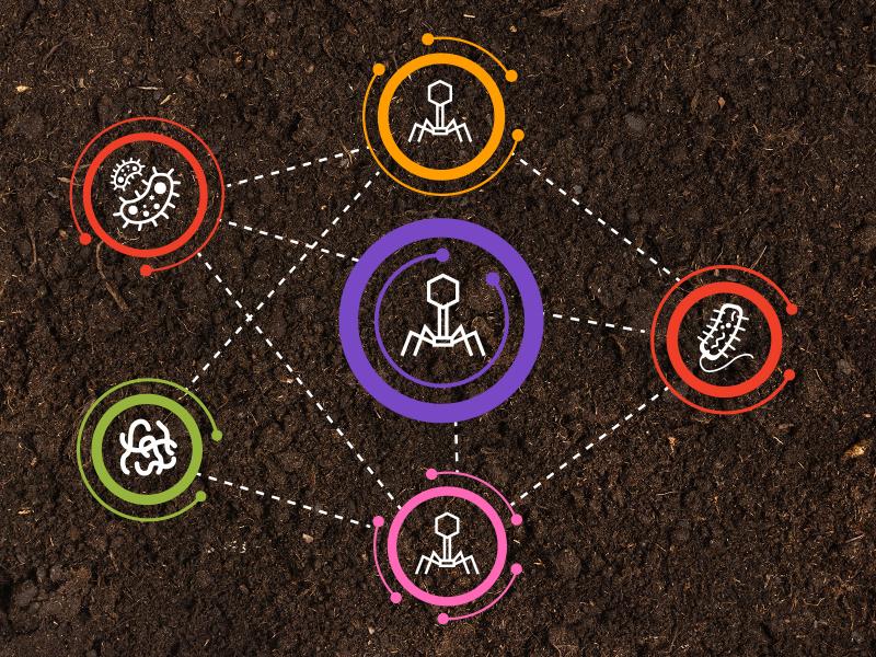 An image of soil, bacteria, and phages