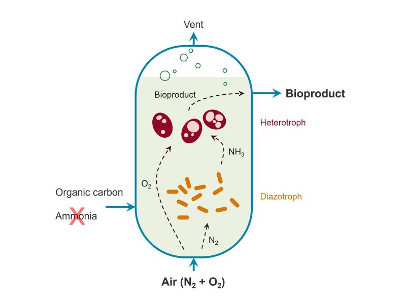 Illustration of in situ biological fixation of N2 gas during aerobic bioconversion processes.